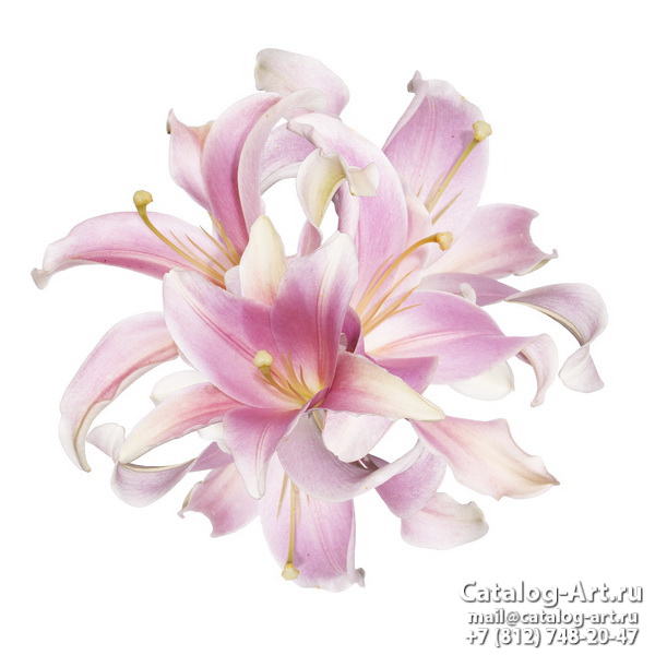Pink lilies 36